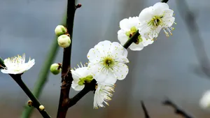 绿萼梅图片_9