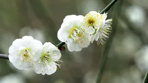 绿萼梅图片_10