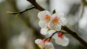 白里透红的梅花图片