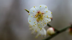 白里透红的梅花图片_2