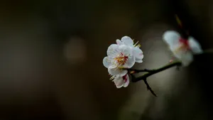 白里透红的梅花图片_3