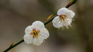 白里透红的梅花图片_4