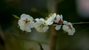 白里透红的梅花图片_6