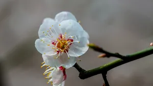 白里透红的梅花图片_7