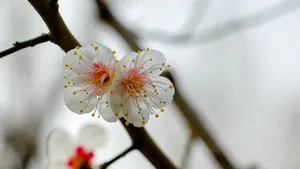 白里透红的梅花图片_8