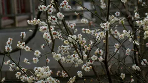 白里透红的梅花图片_9