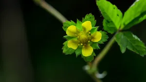 蔷薇目蛇莓花图片_3