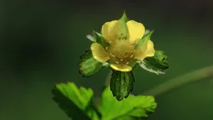 蔷薇目蛇莓花图片_5