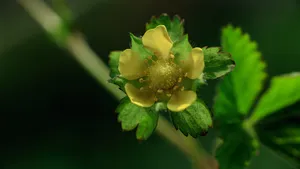 蔷薇目蛇莓花图片_6