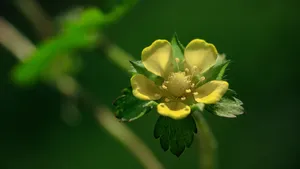 蔷薇目蛇莓花图片_7