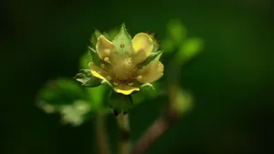 蔷薇目蛇莓花图片_8