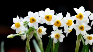水仙花图片壁纸_2