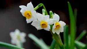 水仙花图片壁纸_3