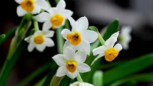 水仙花图片壁纸_5