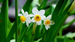水仙花图片壁纸_6