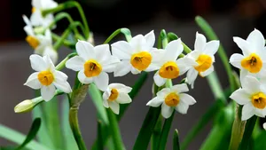 水仙花图片壁纸_7