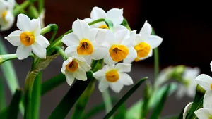 水仙花图片壁纸_8