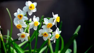 水仙花图片壁纸_9