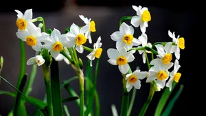 水仙花图片壁纸_10