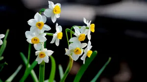 水仙花图片壁纸_11