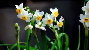 水仙花图片壁纸_12