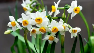 水仙花图片壁纸_13