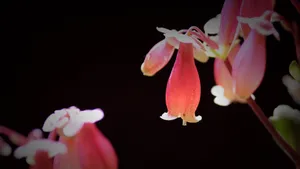 宫灯长寿花图片_5