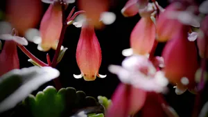 宫灯长寿花图片_8