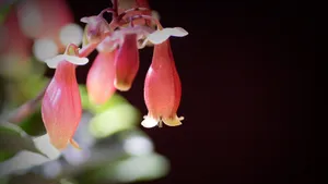 宫灯长寿花图片_11