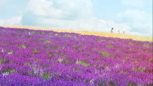 薰衣草花海图片壁纸_7