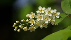 紫叶稠李花图片_2