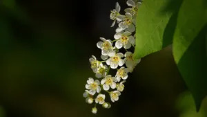 紫叶稠李花图片_3