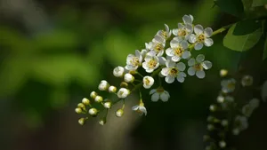 紫叶稠李花图片_4