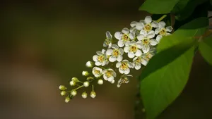 紫叶稠李花图片_5