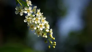 紫叶稠李花图片_8