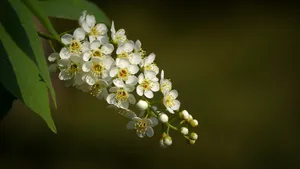 紫叶稠李花图片_9