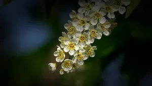 紫叶稠李花图片_10