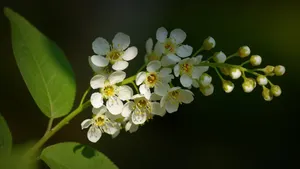 紫叶稠李花图片_11