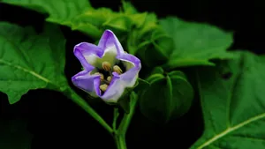 紫色唯美花朵图片_2