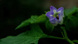 紫色唯美花朵图片_4