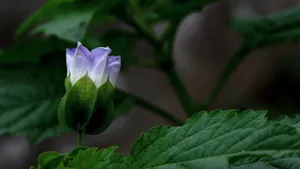 紫色唯美花朵图片_6