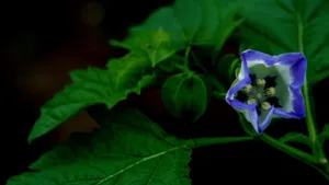 紫色唯美花朵图片_7