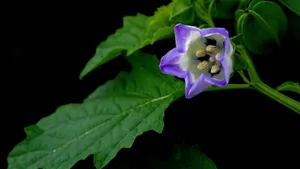紫色唯美花朵图片_10