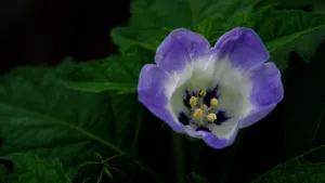 紫色唯美花朵图片_11