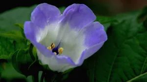 紫色唯美花朵图片_13