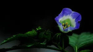 紫色唯美花朵图片_14