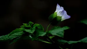 紫色唯美花朵图片_15
