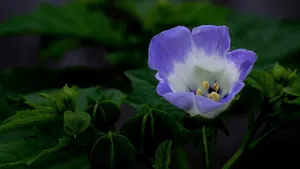 紫色唯美花朵图片_16
