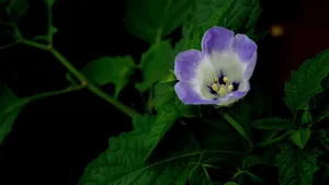 紫色唯美花朵图片_18