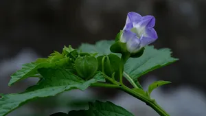 紫色唯美花朵图片_19